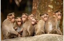 Primates of Nilgiri Biosphere Reserve